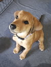 Nala