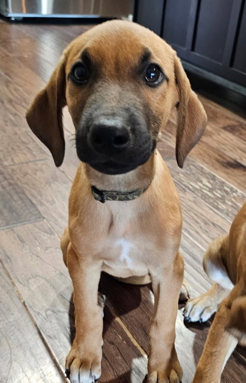 Ranger