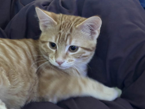 picture of the cat needing adoption