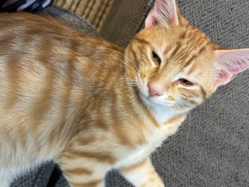 Zander