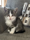 Freya