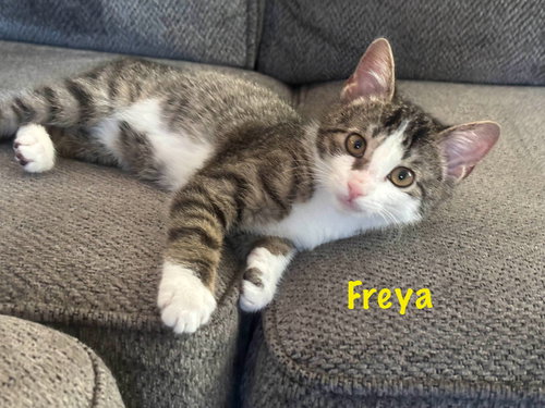 picture of the cat needing adoption