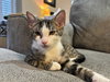 Freya