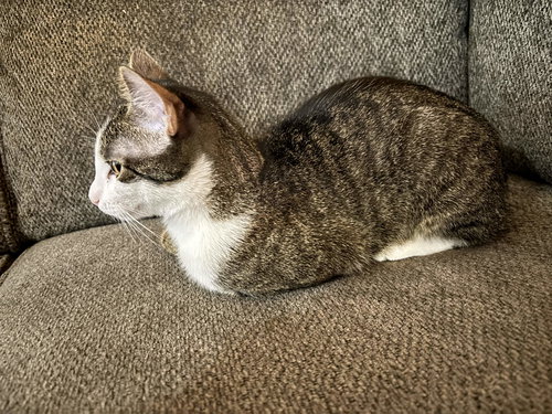 Freya, an adoptable Tabby in Fort Worth, TX