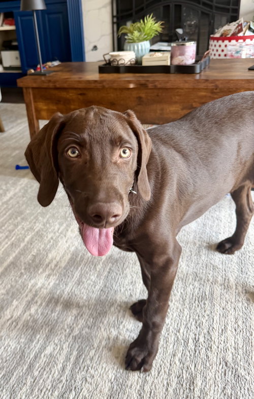 picture of the dog needing adoption