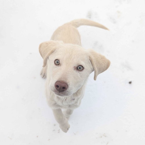 Colden