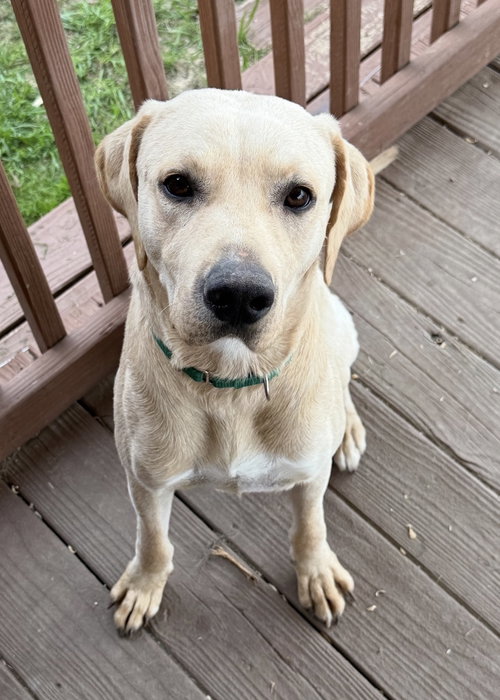 picture of the dog needing adoption