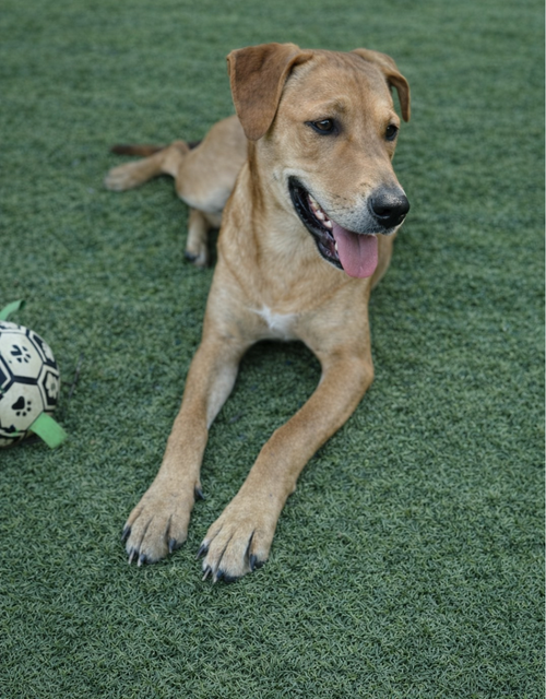 picture of the dog needing adoption
