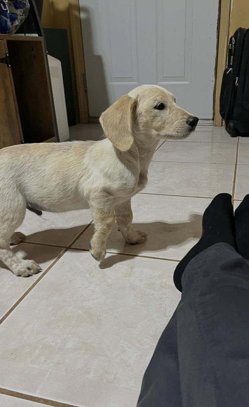 Oscar
