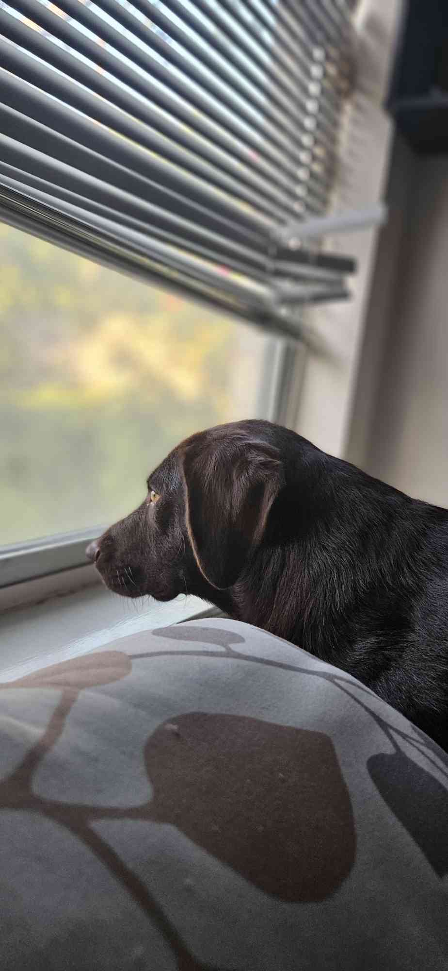 Holly image 2