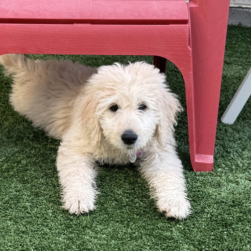 picture of the dog needing adoption