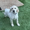 Milo