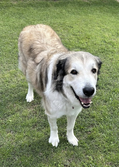 Nugget, an adoptable Great Pyrenees in Fort Worth, TX