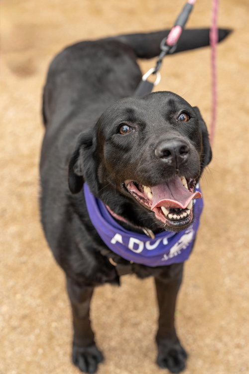 picture of the dog needing adoption
