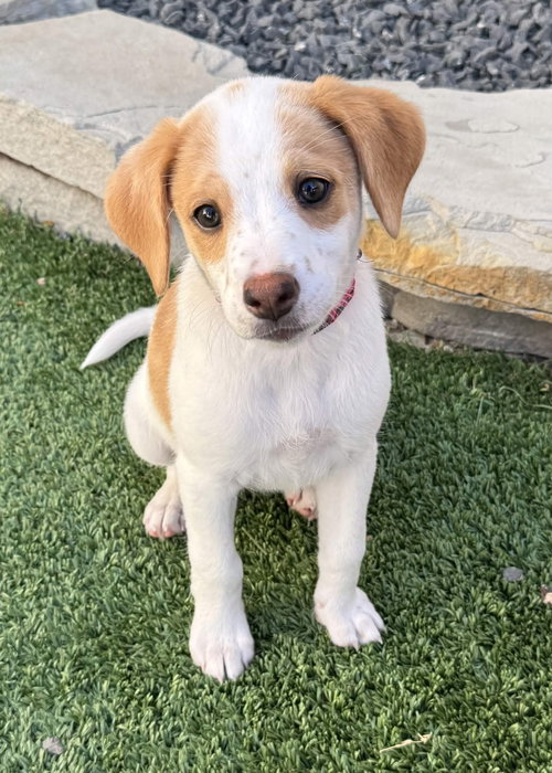 Celeste, an adoptable Spaniel in Fort Worth, TX