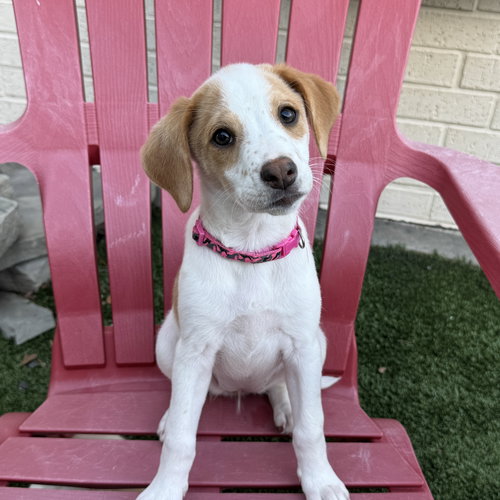 picture of the dog needing adoption