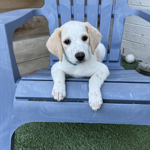 picture of the dog needing adoption