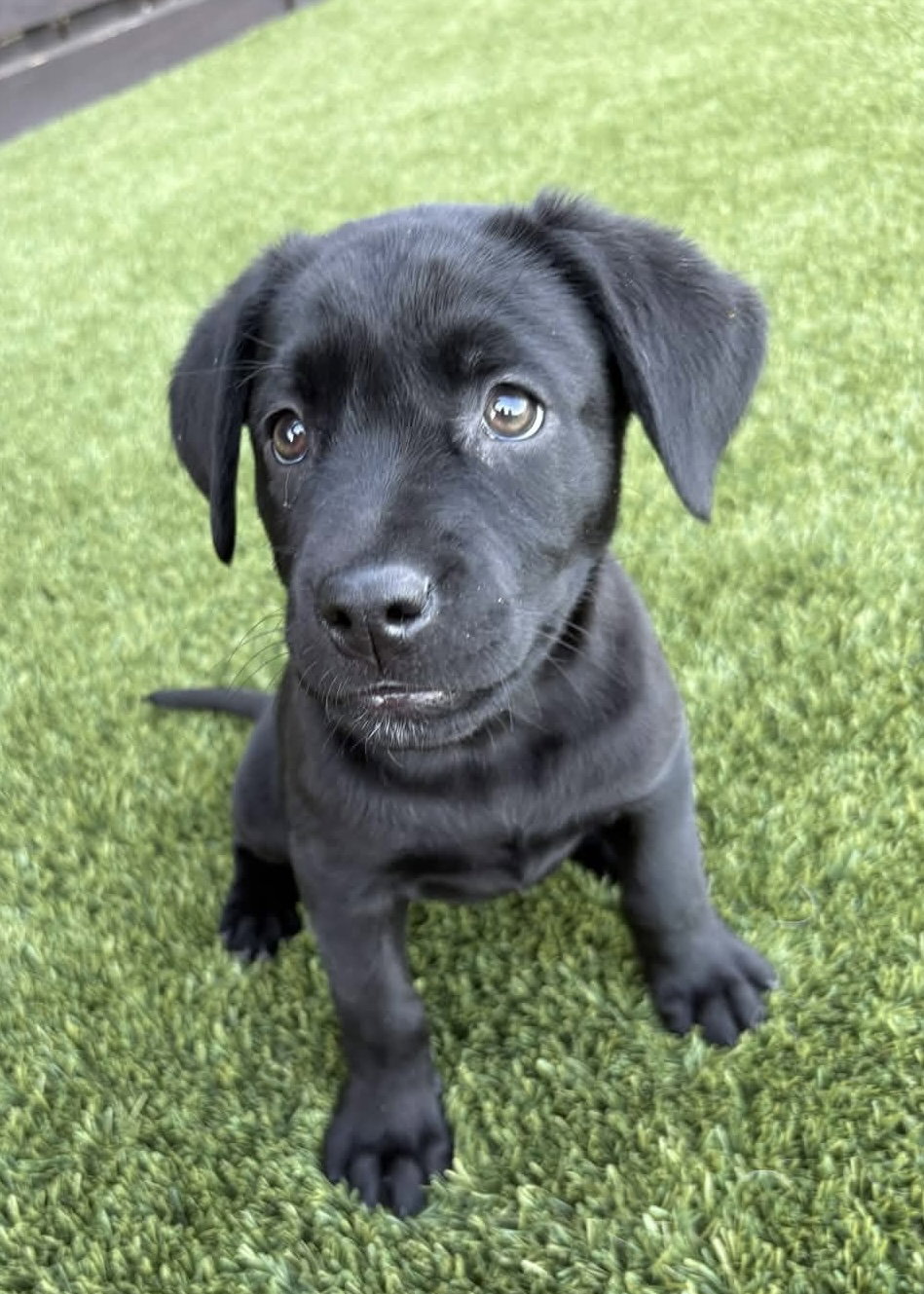 Labrador Retriever