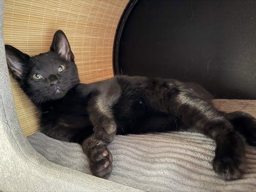 Charlie, an adoptable Domestic Short Hair in Fort Worth, TX