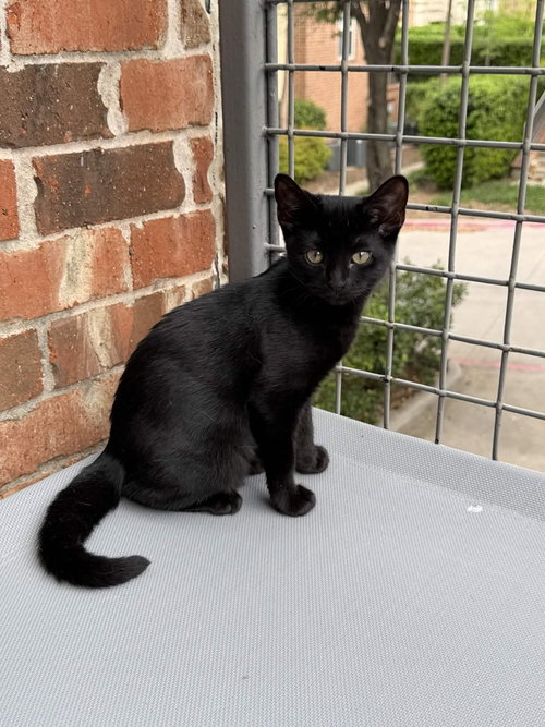 picture of the cat needing adoption