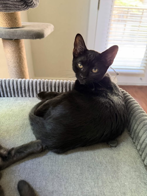 Charlie, Baby Domestic Short Hair / Mixed (short coat), cat for adoption in Hurst, Texas