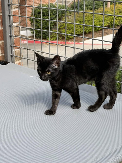 Eevee, Baby Domestic Short Hair / Mixed (short coat), cat for adoption in Hurst, Texas