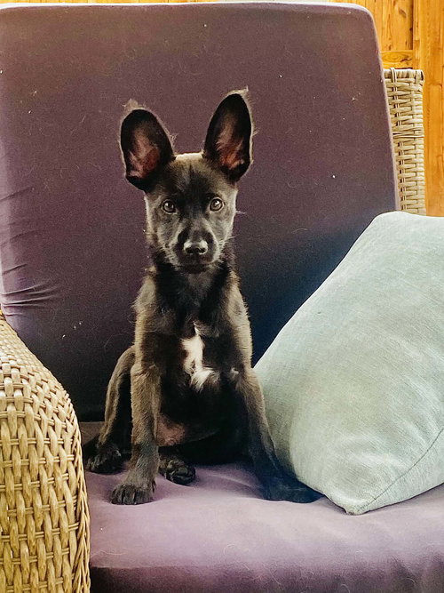 Pip