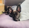 Pip