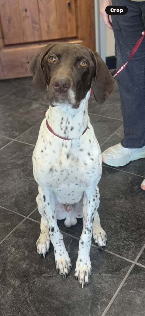 Brody, an adoptable German Shorthaired Pointer in Fort Worth, TX
