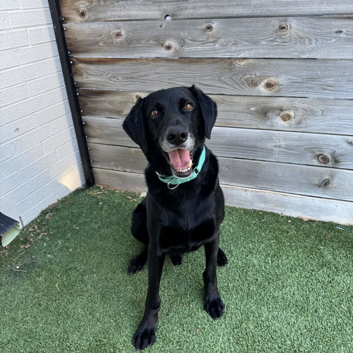 KING ARTHUR - Labrador Retriever for adoption in Fort Worth