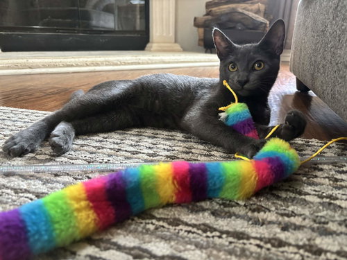Nelson, an adoptable Domestic Short Hair in Fort Worth, TX