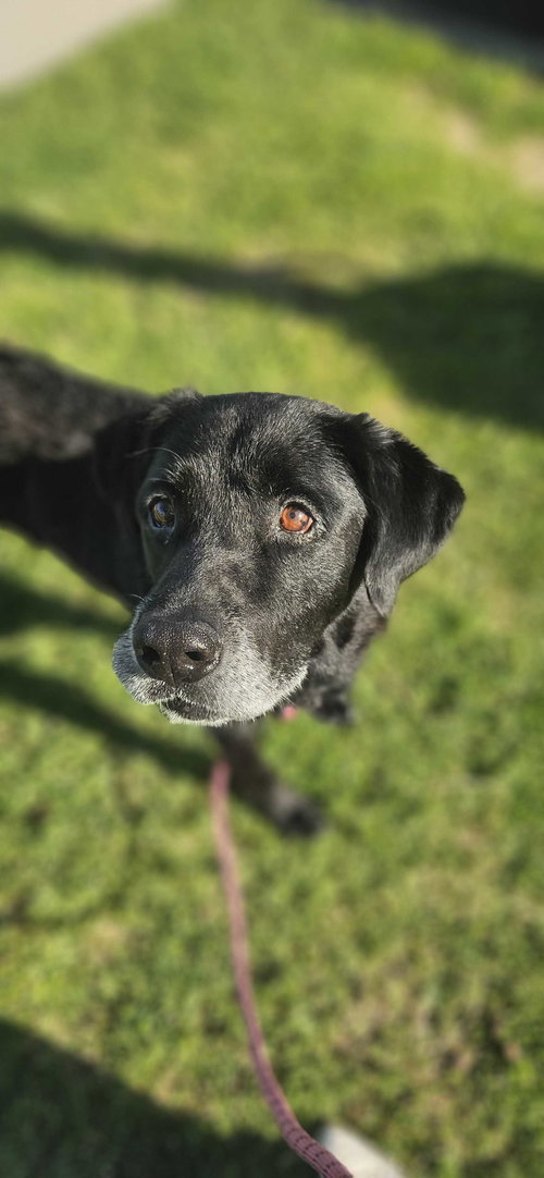 Mercury, an adoptable Labrador Retriever in Fort Worth, TX