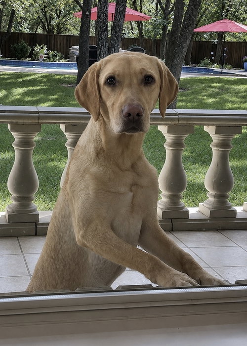 Samantha, an adoptable Labrador Retriever in Fort Worth, TX
