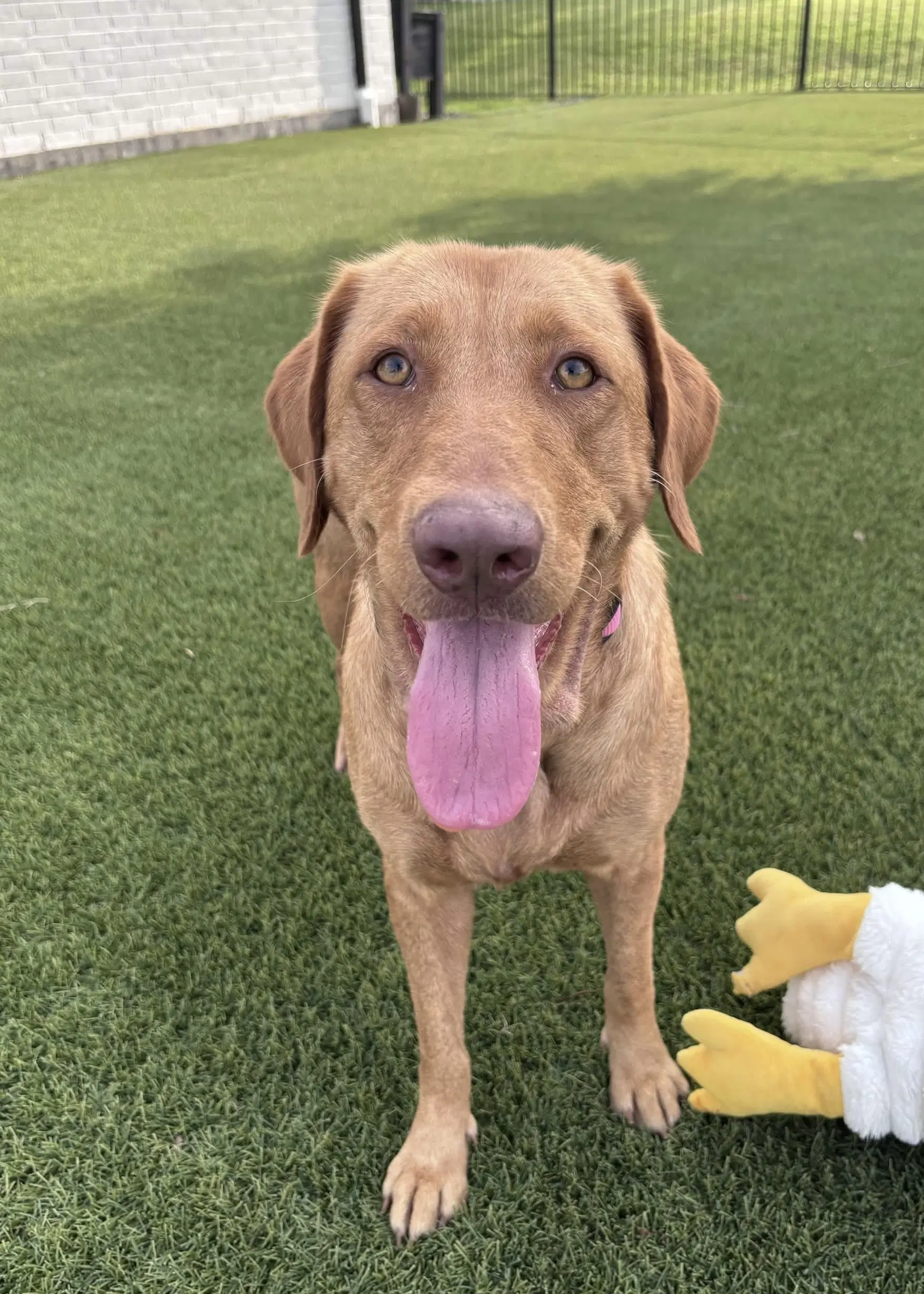 Dandelion - Labrador Retriever