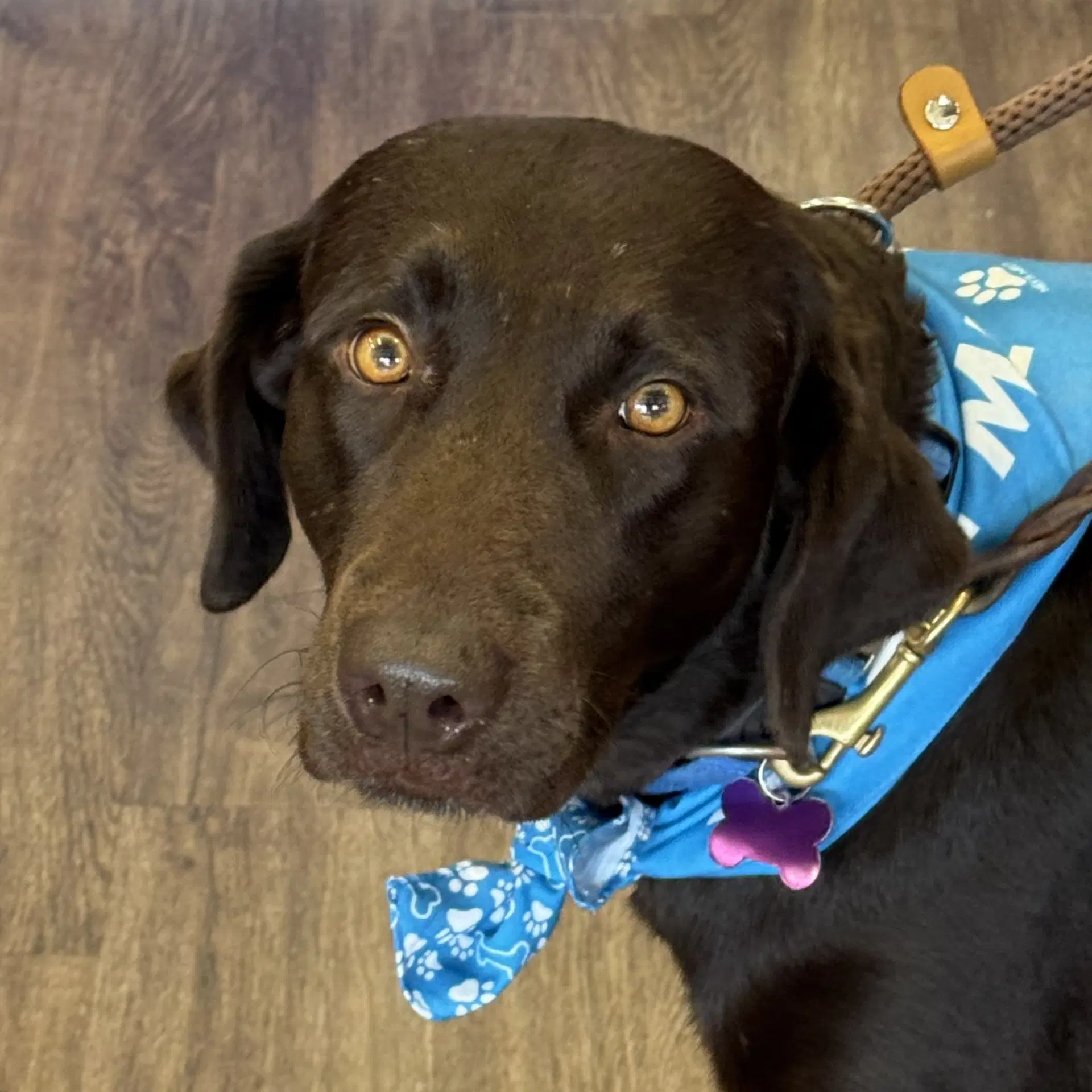 Astrid Valley - Labrador Retriever