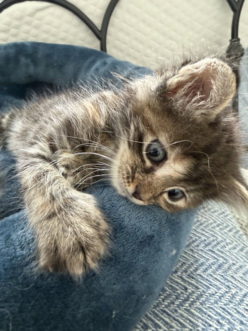 Jackie, an adoptable Domestic Short Hair in Fort Worth, TX