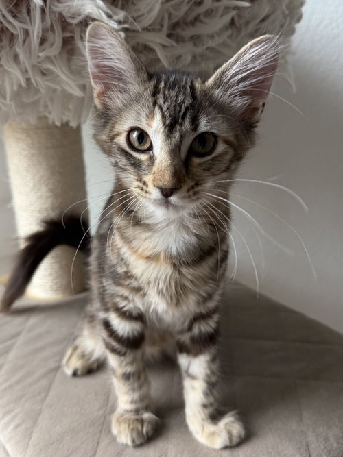 Jackie, Baby Domestic Short Hair / Mixed (short coat), cat for adoption in Bedford, Texas