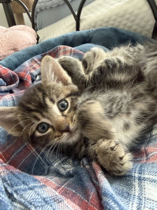 Harry, an adoptable Domestic Short Hair in Fort Worth, TX