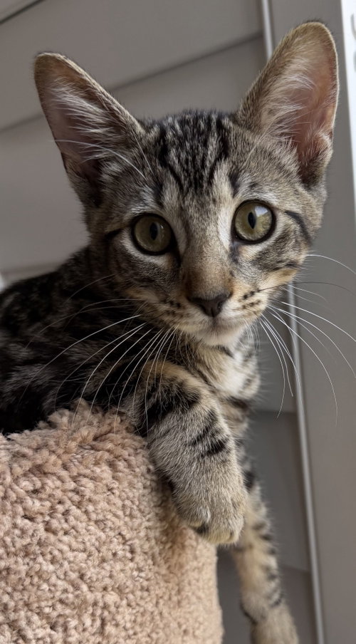 Harry, Baby Domestic Short Hair / Mixed (short coat), cat for adoption in Bedford, Texas