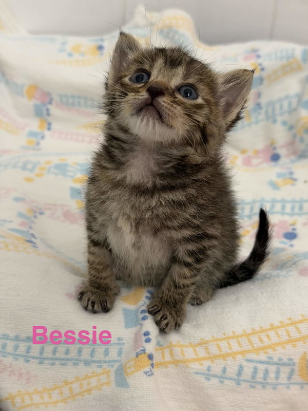 Bessie
