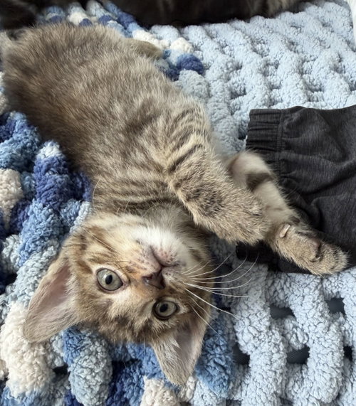Bessie, Baby Domestic Short Hair / Mixed (short coat), cat for adoption in Fort Worth, Texas