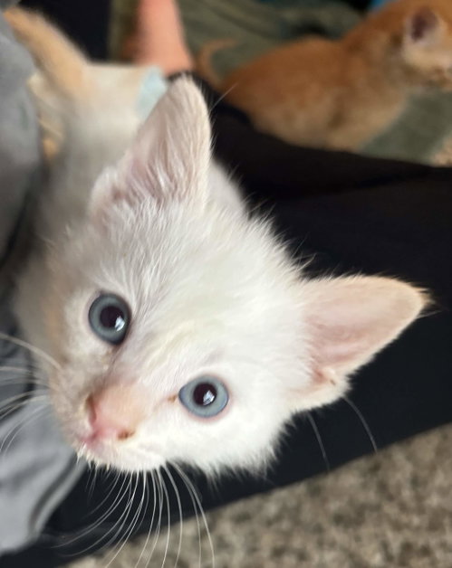 Joe, an adoptable Domestic Short Hair in Fort Worth, TX