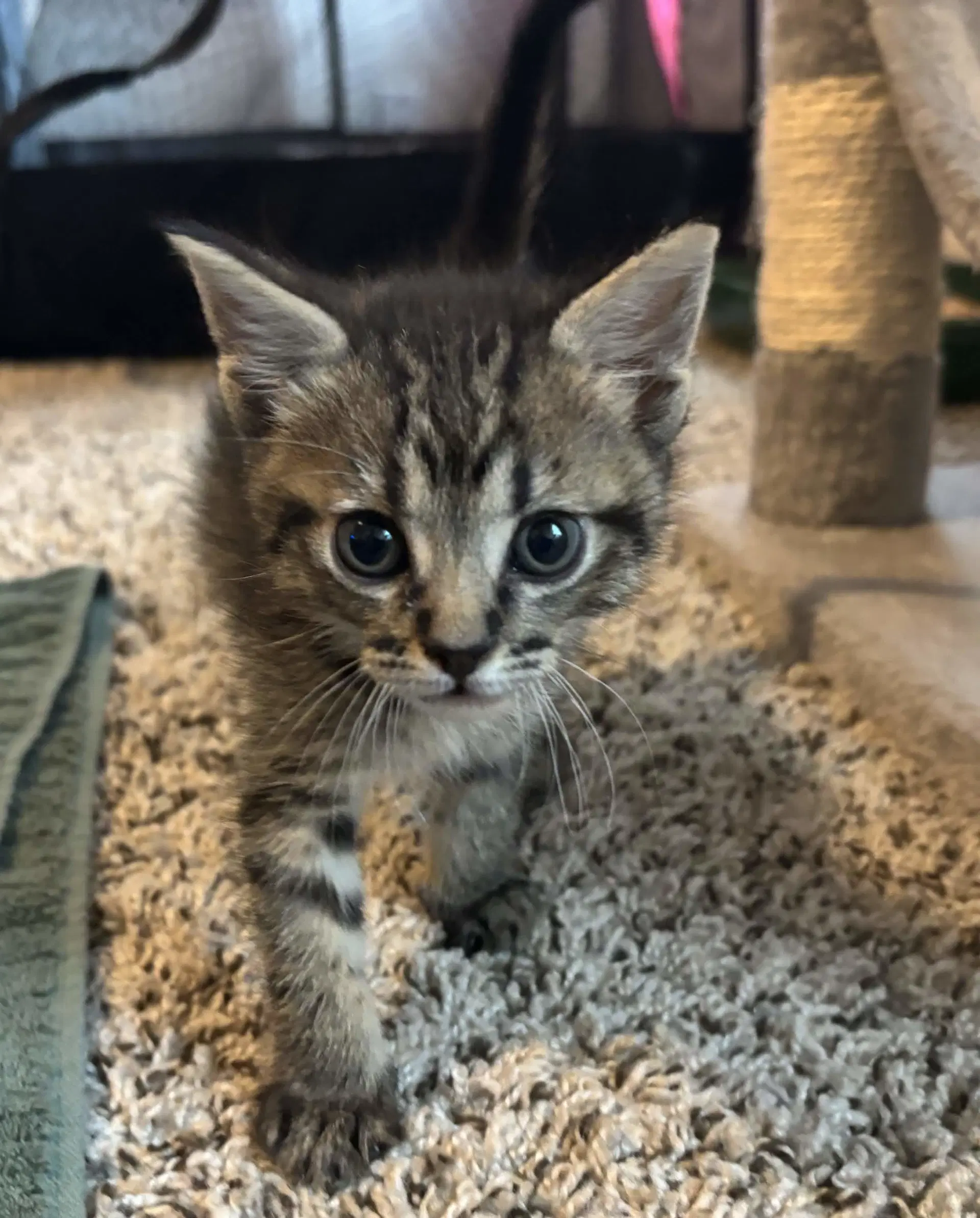 Nick - Domestic Short Hair