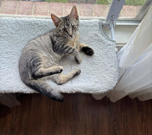 Nick, Baby Domestic Short Hair / Mixed (short coat), cat for adoption in Bedford, Texas