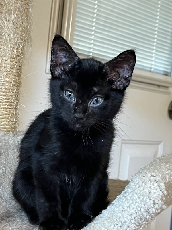 Poe