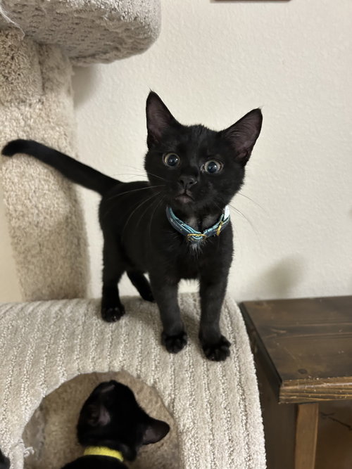 Poe, Baby Domestic Short Hair (short coat), cat for adoption in Hurst, Texas