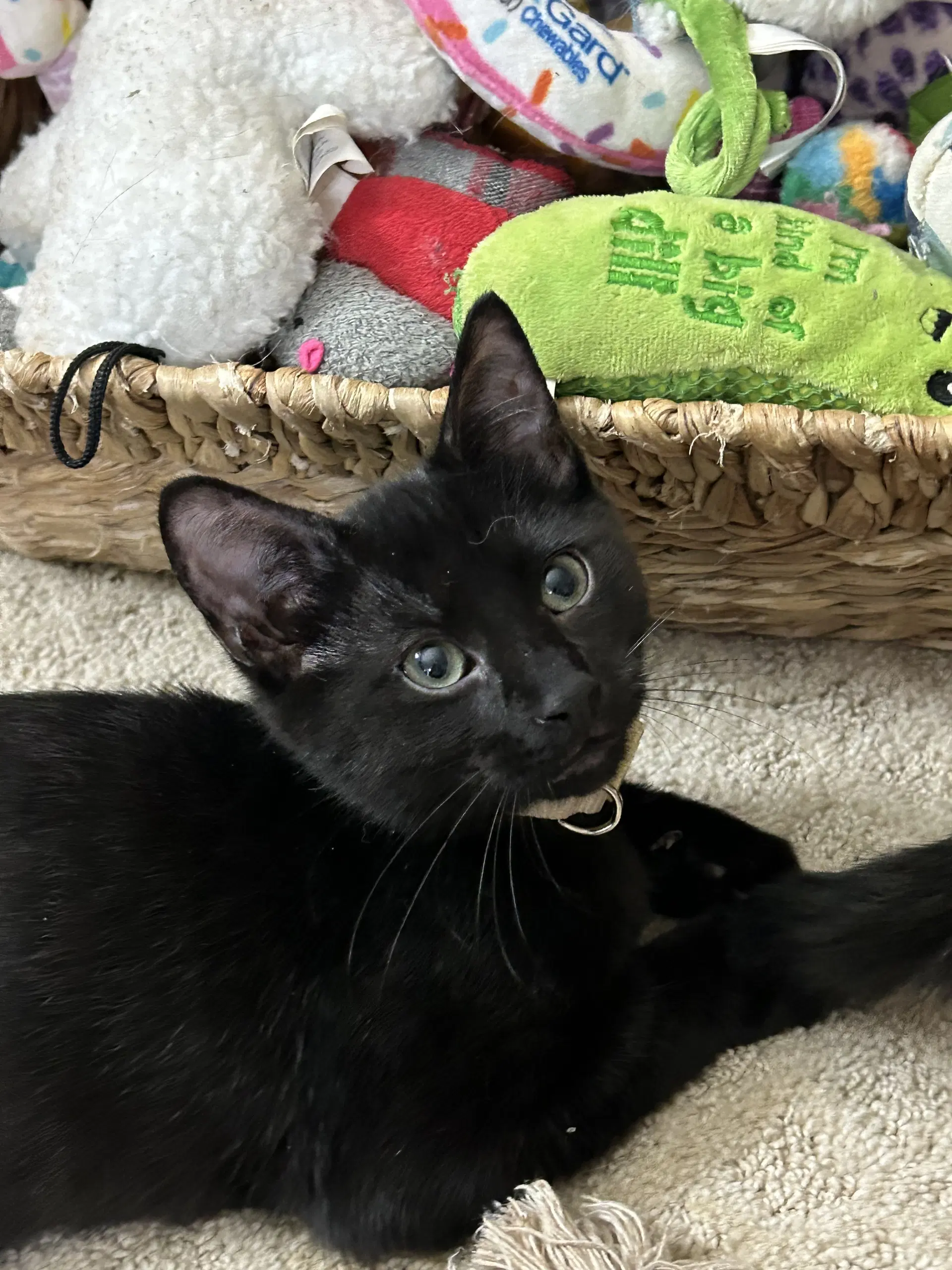 Boo Boo - Domestic Short Hair