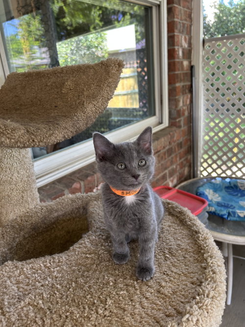 Smokey, an adoptable Domestic Medium Hair in Fort Worth, TX