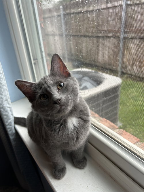 Smokey, Baby Domestic Medium Hair (medium coat), cat for adoption in Hurst, Texas