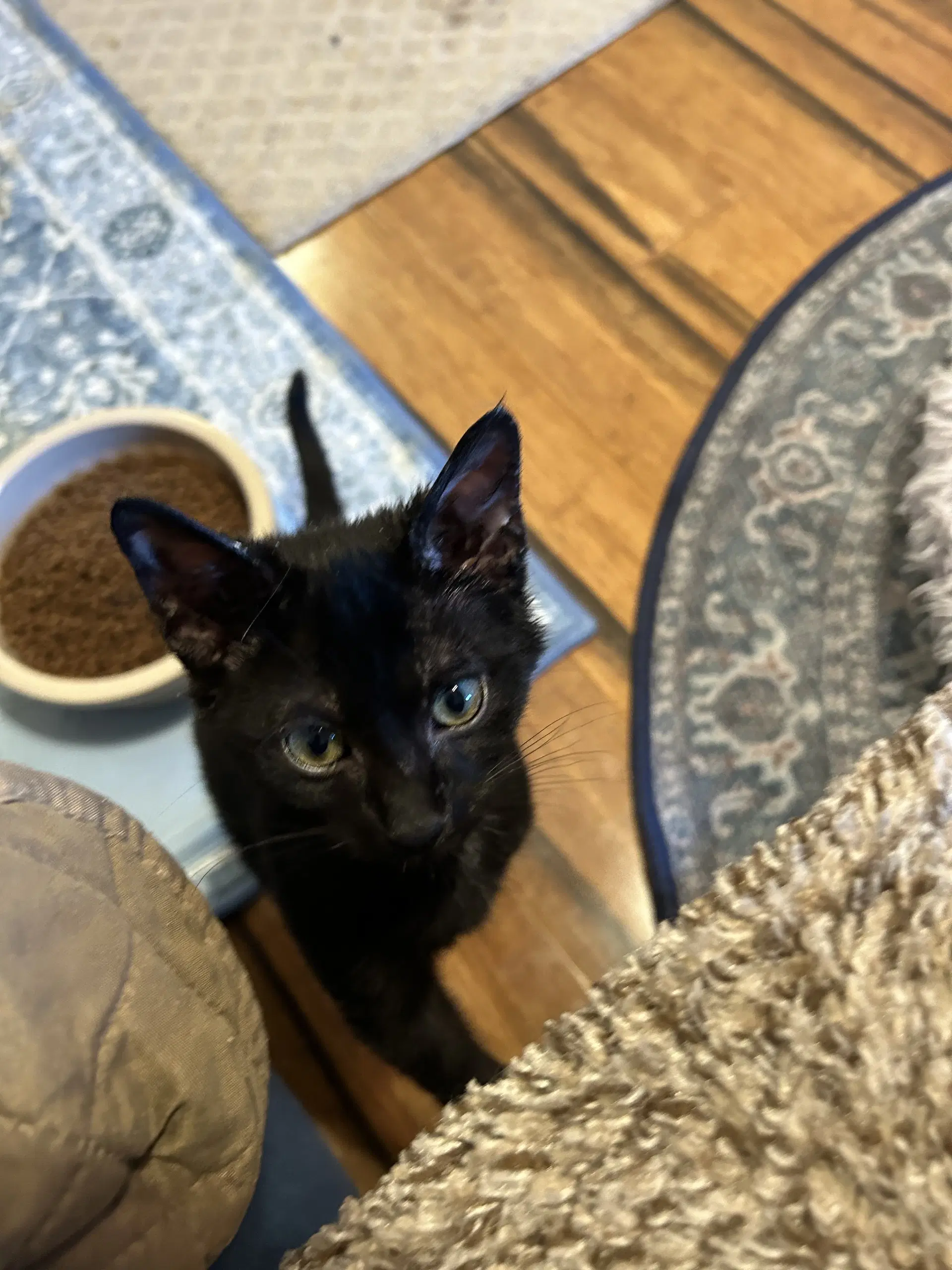 Winnie The Pooh - Domestic Short Hair